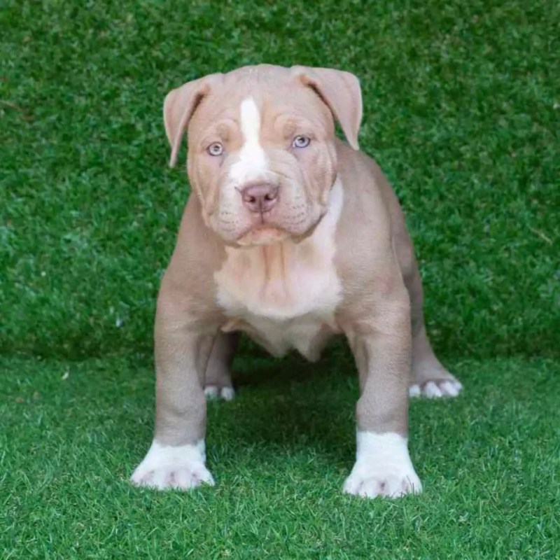 Pitbull Puppies For Sale Indianapolis